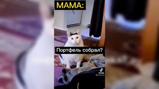 Кот Бендер: "Мама утром"