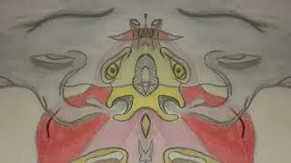 Beliefs of a Blazed Beast
