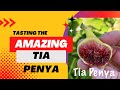 Tasting the delicious cherry tasting fig tia penya