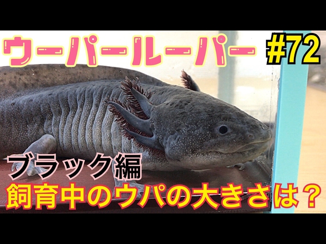 ウーパールーパー 72ブラックの大きさは？axolotl Breeding Video