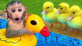 🔴LIVE - Monkey Baby Bon Bon Plays with Colorful Fruit Toys in the Pool with Puppy and Duckling