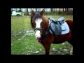 Het verhaal over mijn oude pony Darlin♥