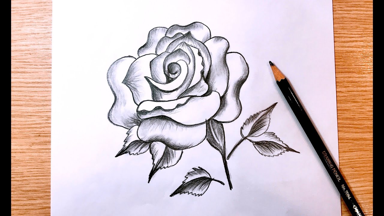 ✍ Vẽ Hoa Hồng Bằng Bút Chì Đơn Giản Từng Bước / How To Draw A Rose With  Pencil Sketch... - Youtube