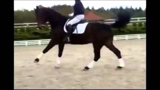 13 yo gelding, by Fly High xCualite, jumper 135, PSG dressage