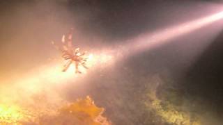 Parrot fish sleeping in a crevice, & crawling crinoid