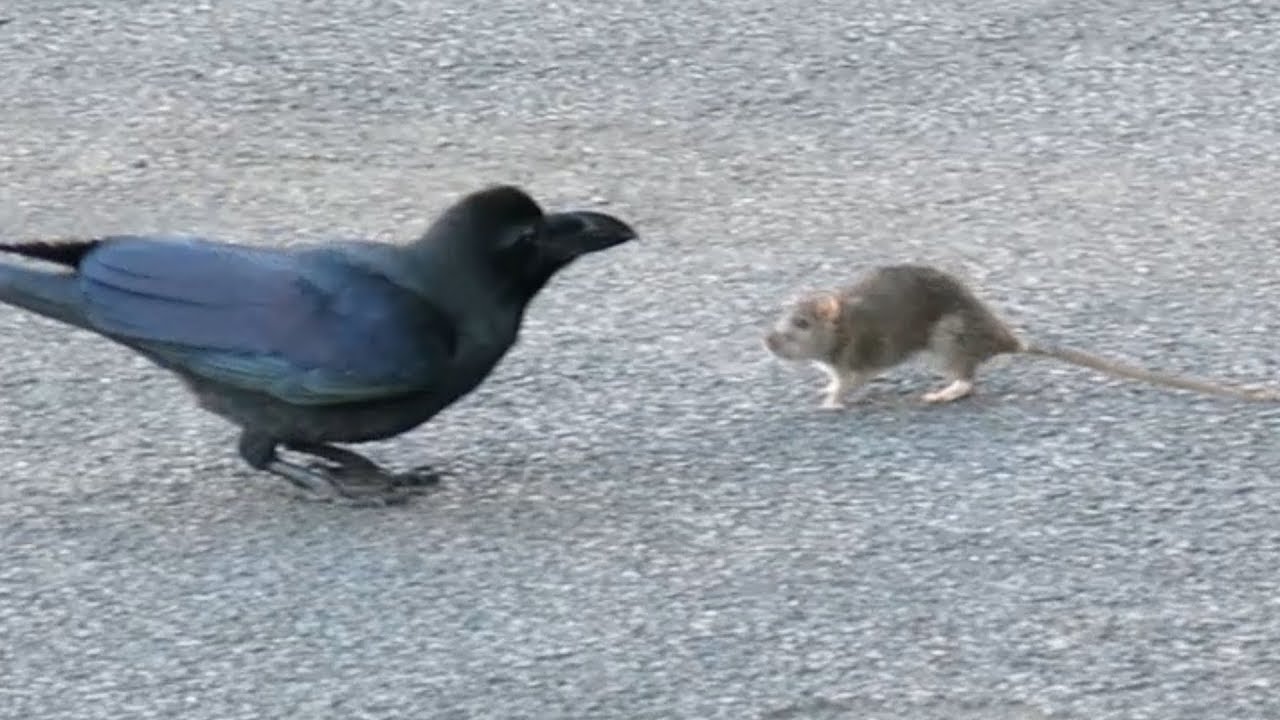 ⁣A strange relationship between a crow and a mouse