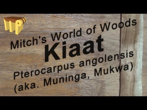 Kiaat (pterocarpus angolensis) - Mitch's World of Woods