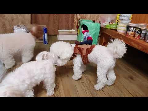 카우보이 태우고 다니는 강아지 | 댕쓰