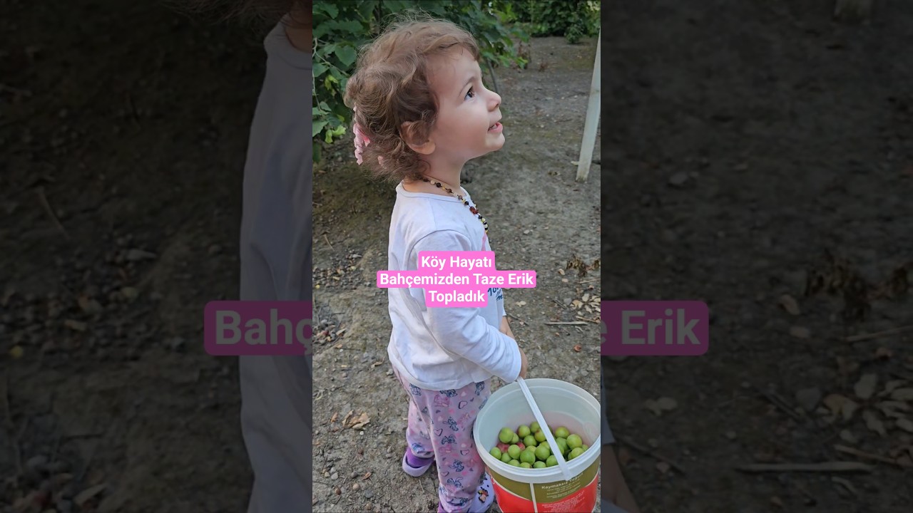 Minik Köylü İş Başında! Kendi Bahçemizden Erik Topladık 💚 #shorts #keşfet #türkiye