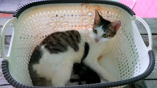 'Mom it is my kitten', kitten meowing - Mother cat love kitten by Neos Home 795 views 1 year ago 6 minutes, 19 seconds
