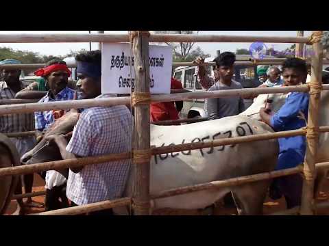 deleted-videos-of-real-jallikattu-|-unseen-jallikattu-video-|-new-angle-of-jallikattu-|-part-1