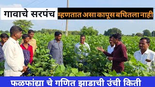 कापूस झाडाची उंची कमी असावी का जास्त उत्पादन जास्त कसे येते फळफांद्या चे गणित