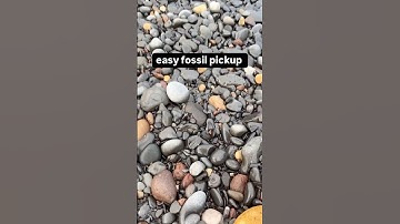 Hidden Fossil On Pebbly Beach