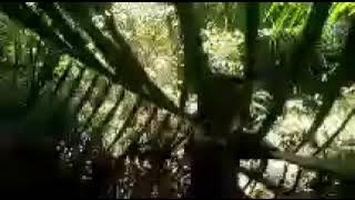 instrumen bidu timor #omdheo