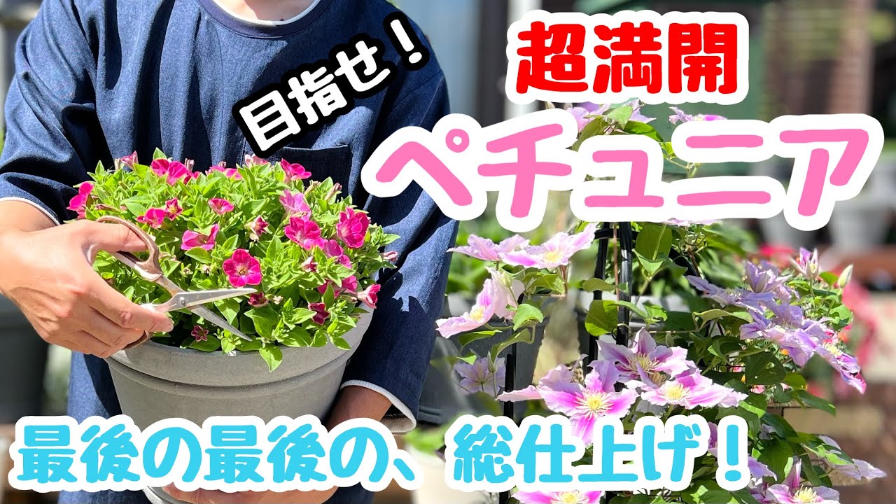 ◇It's finally here! [Now in full bloom] The last pinching🌱 - YouTube