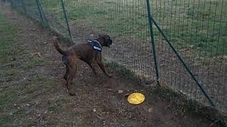 4 Gennaio 2018 Zoe Dobermann Cucciolo & Bull Terrier 2