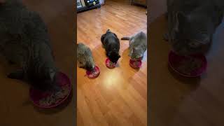 Cute Cats Being Absolutely Adorable! | Funny Cat Video | Cat Cuteness Overload #catshorts #cats