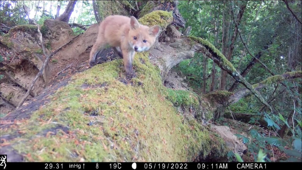 Best-of Piège-photo 2022 en Haute-Vienne Partie 2