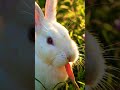 cute my little rabbit 🐇 #shortvideo