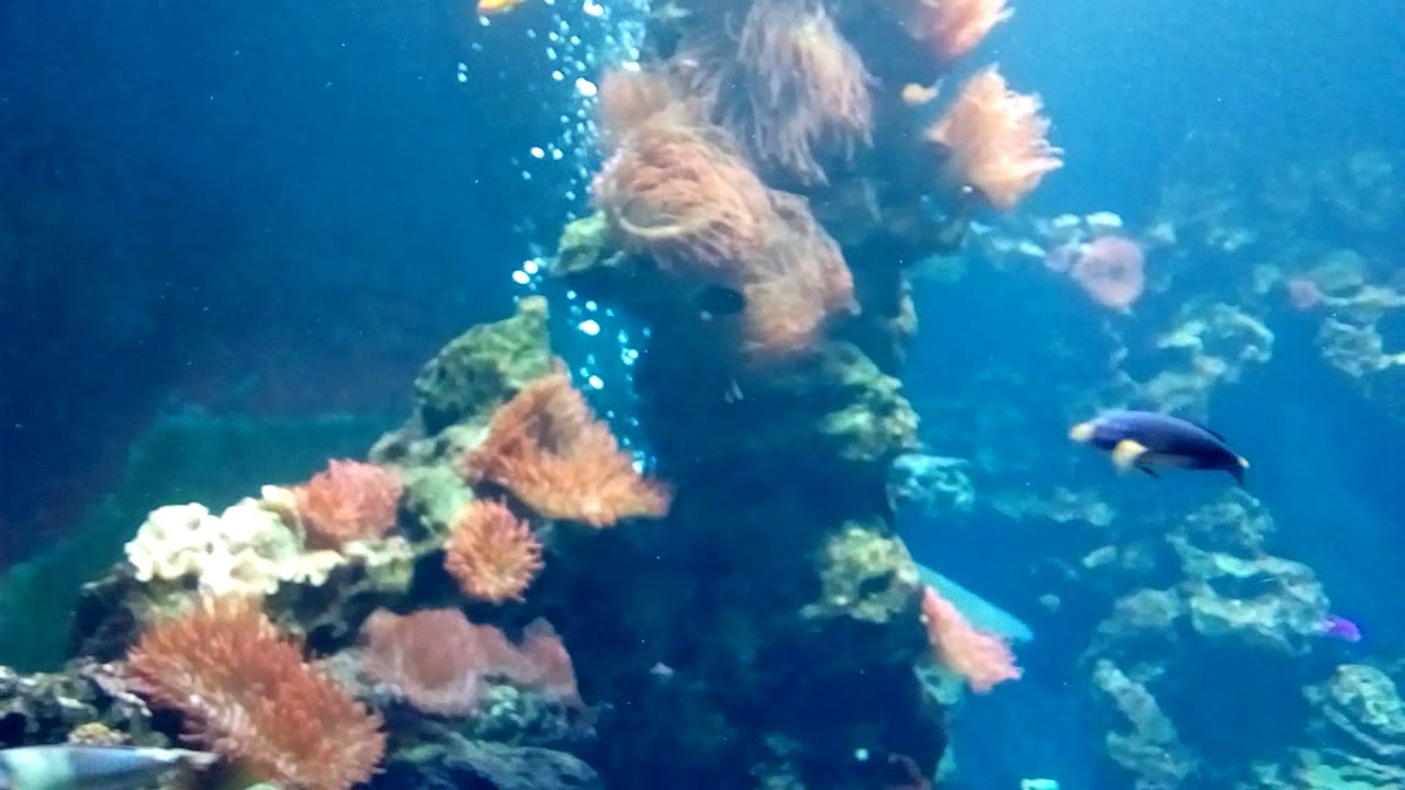 Hai 🦈 Aquarium 1video YouTube