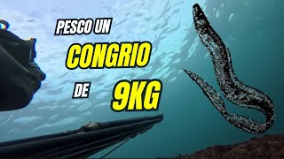 🦈PESCA SUBMARINA en GALICIA en NAVIDAD!! ✅[ABADEJO y CONGRIO]✅