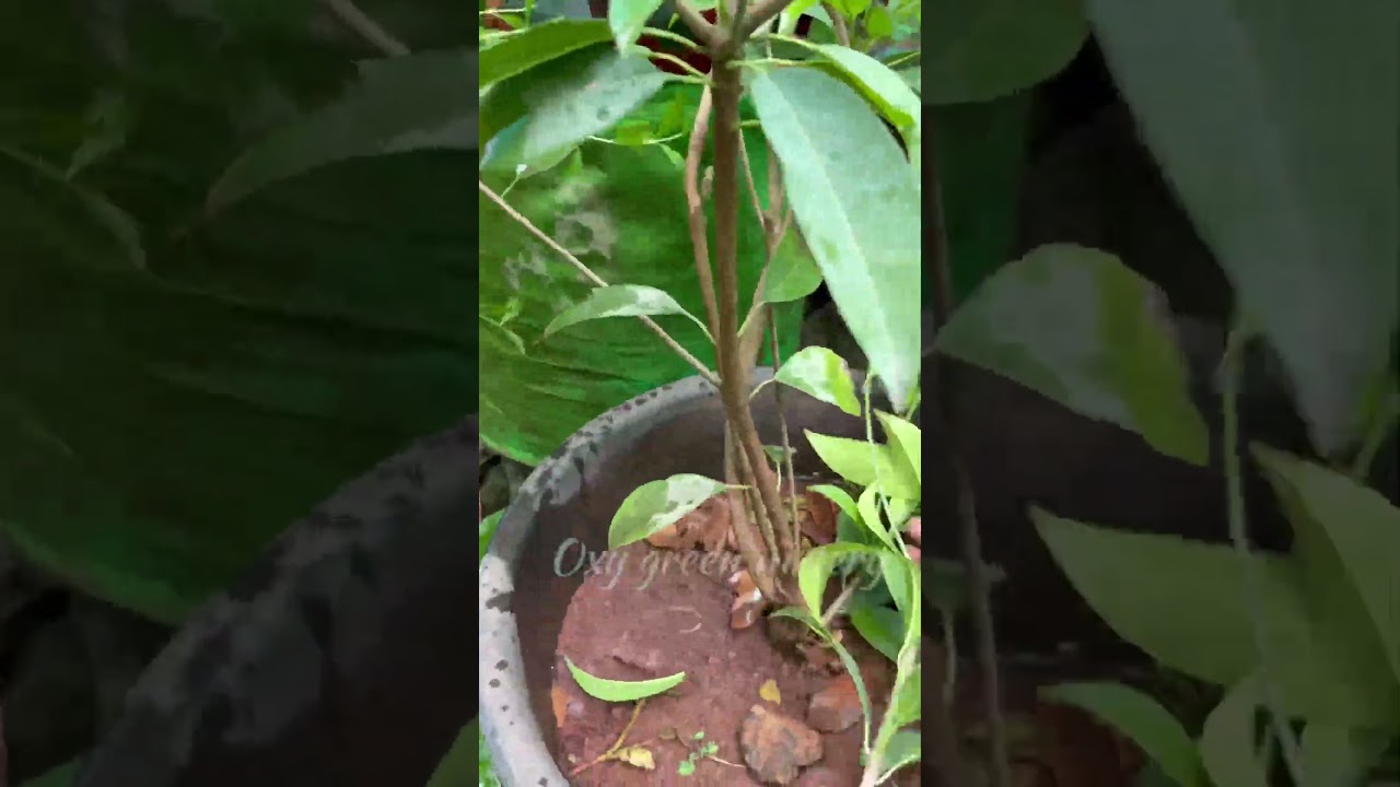 Sapota plant or Chiku plant @ Oxy green nursery 