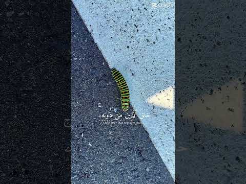 سبحان الخالق البديع