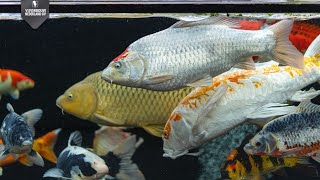 Koi Vijver Inspiratie Vijverbouw Nederland