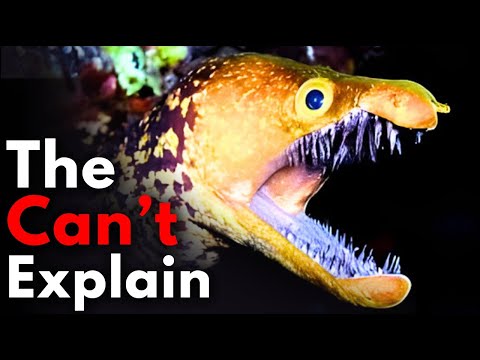 Why Deep Sea Eels Become CREEPIER The Deeper You Go