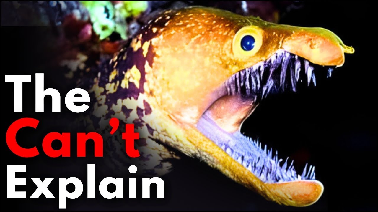 Why Deep Sea Eels Become CREEPIER The Deeper You Go