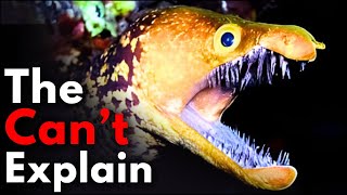 Why Deep Sea Eels Become CREEPIER The Deeper You Go