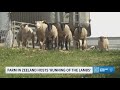Ready to Run: Lambs have some fun in Zeeland