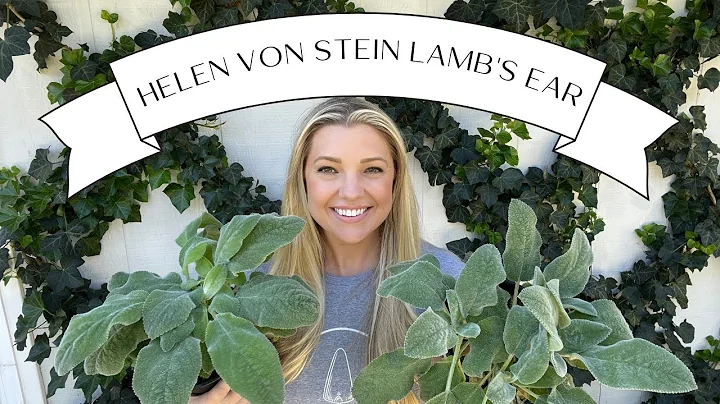Plant Profile: Helen Von Stein's Lamb's Ear :: Dig...