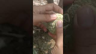 petik buah srikaya#shorts #kehidupandidesayangdamai