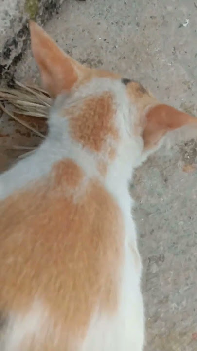 kucing bringas lagi makan buntut di intip diam diam #shorts