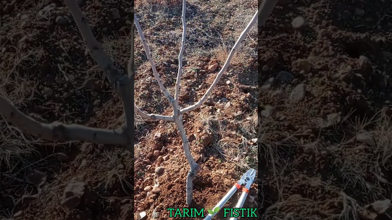 Siirt -Antep fıstığı Şekil budaması-2 #budama #siirtfıstığı #pistachio shape pruning-2