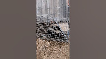 #predator #trap #farm