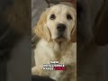 Golden Retriever: The Luxury SUV of Family Dogs! #shorts
