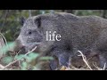 【里山狩猟生活#31】大物イノシシを獲って、解体し、食べるまで