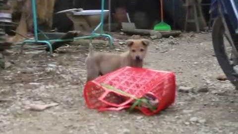 Cộc vang đực 50 ngày tuổi (huyền đề, đốm lưỡi) - Chó bản Mông, sủa trông nhà cực tốt