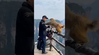 very funny monkey 🤣🤣 #short