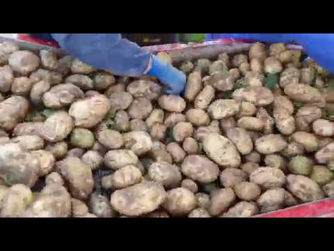 Wideo: Zbiór Ziemniaków Do Czerwca