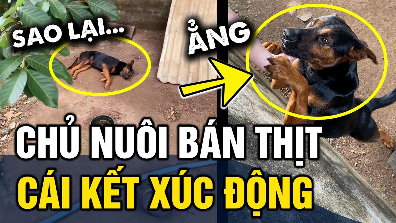 Thấy chú chó được chủ 'NUỔI ĐỂ BÁN', cô gái thương cho ăn mỗi ngày và CÁI KẾT xúc động | Tin 3 Phút