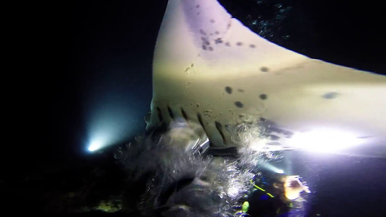 Manta Ray Dive Kona Hawaii Jack's Dive Locker 2015 YouTube