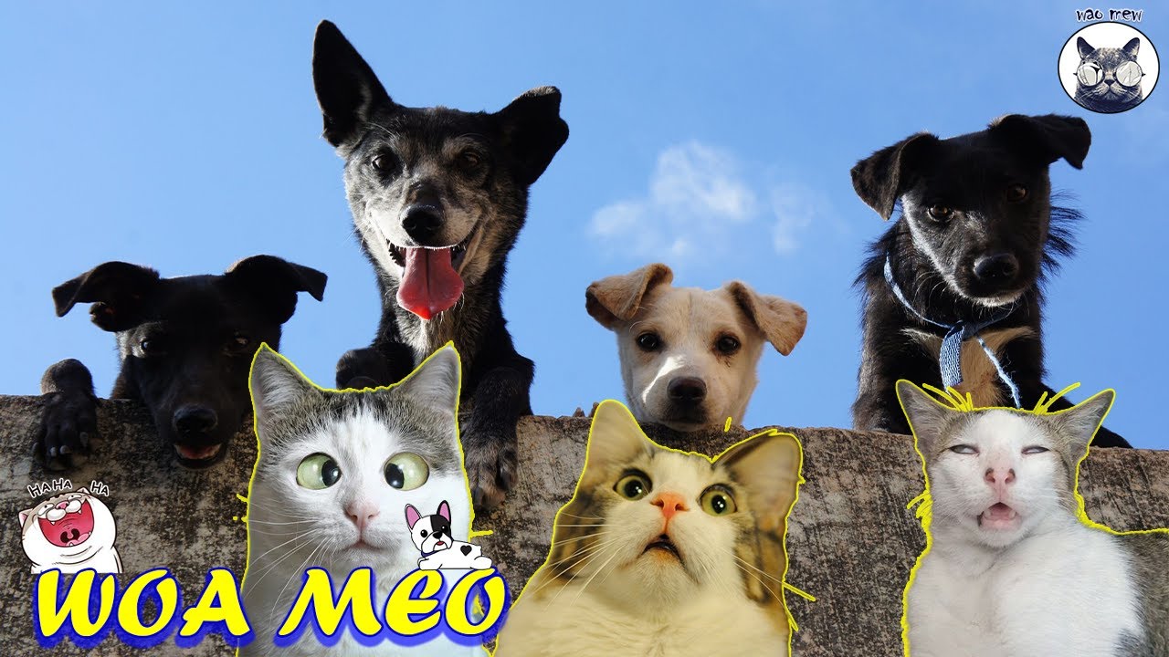 funny cats and dogs, when dogs are funny 🐶 - Woa mew 