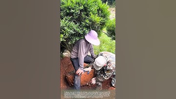 Tips for Transplanting Trees #smartfarming #gardeningtips #plants