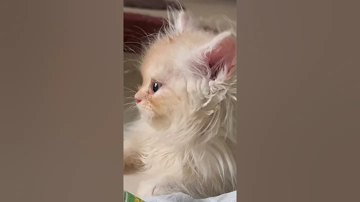 Watch the video about #cat #cutecat #kitten #catmeme #viralcats #trendingcats #trending #viral #viralshorts #funnycats