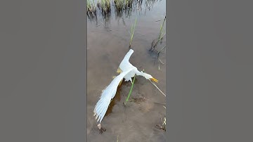 Cách bẩy cò hiệu quả