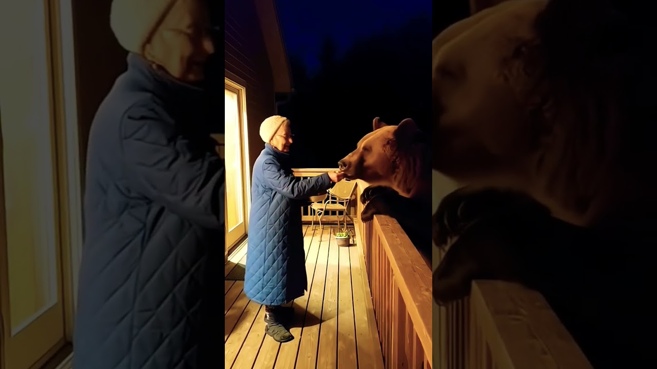 Grandma feeding a bear at night 