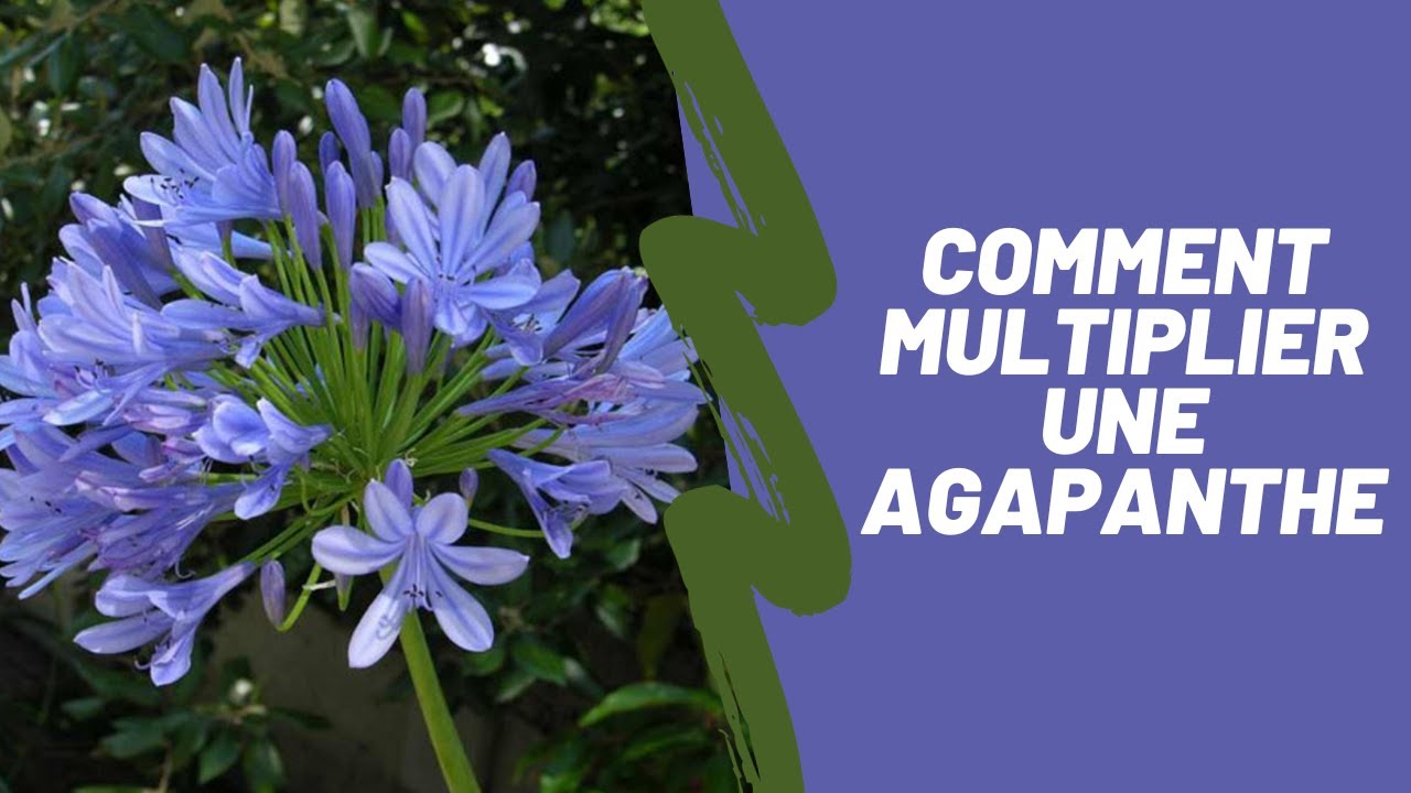 Recuperer Graines Agapanthesnull